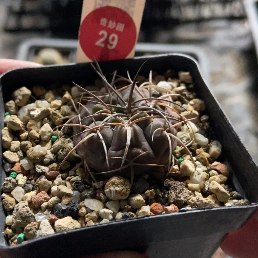 实生狂刺紫皮天平丸3.2cm