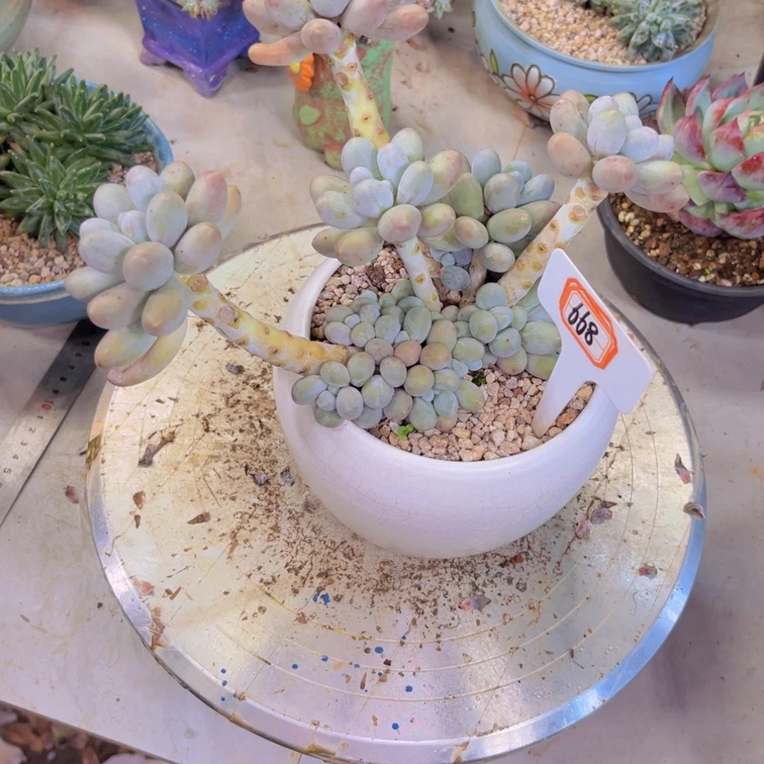 Y***᭡粉色恋人668多肉植物
