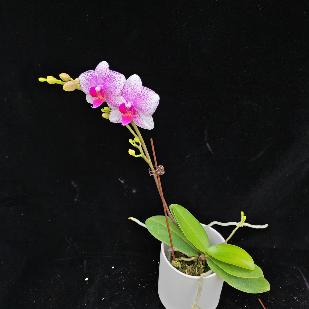 蝴蝶兰【鹿特丹】2.8寸杯开花株带花带花苞