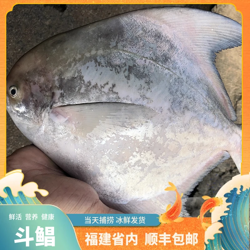 福建船捕【小斗鲳鱼】处理真空当天达
