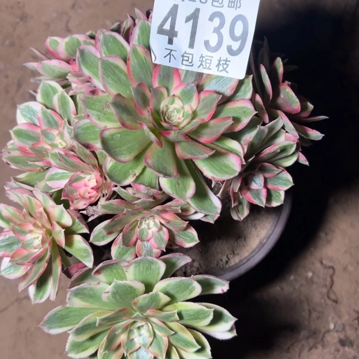 瑶光多肉植物福袋不售后4139