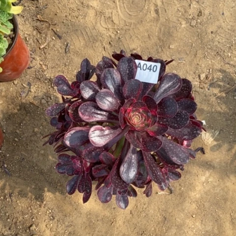 丽娜捧花一物一拍