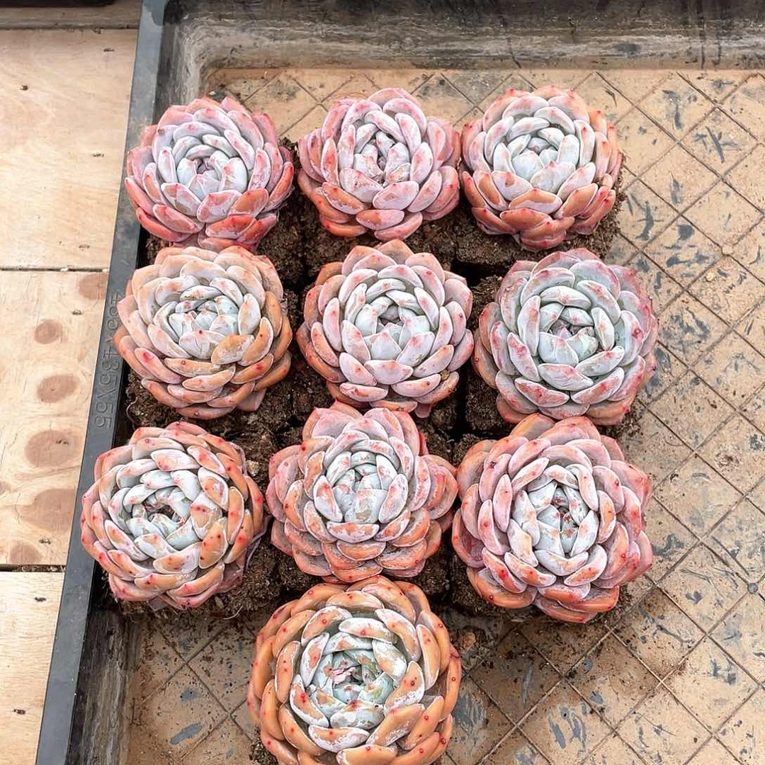 多肉植物多肉植物