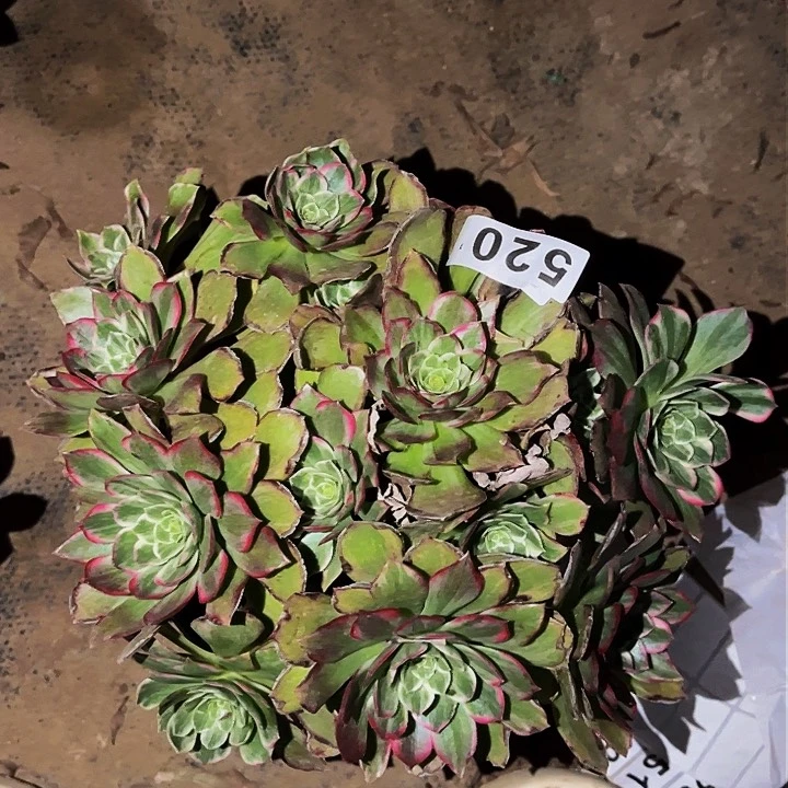 520万花筒多肉植物处理不售后