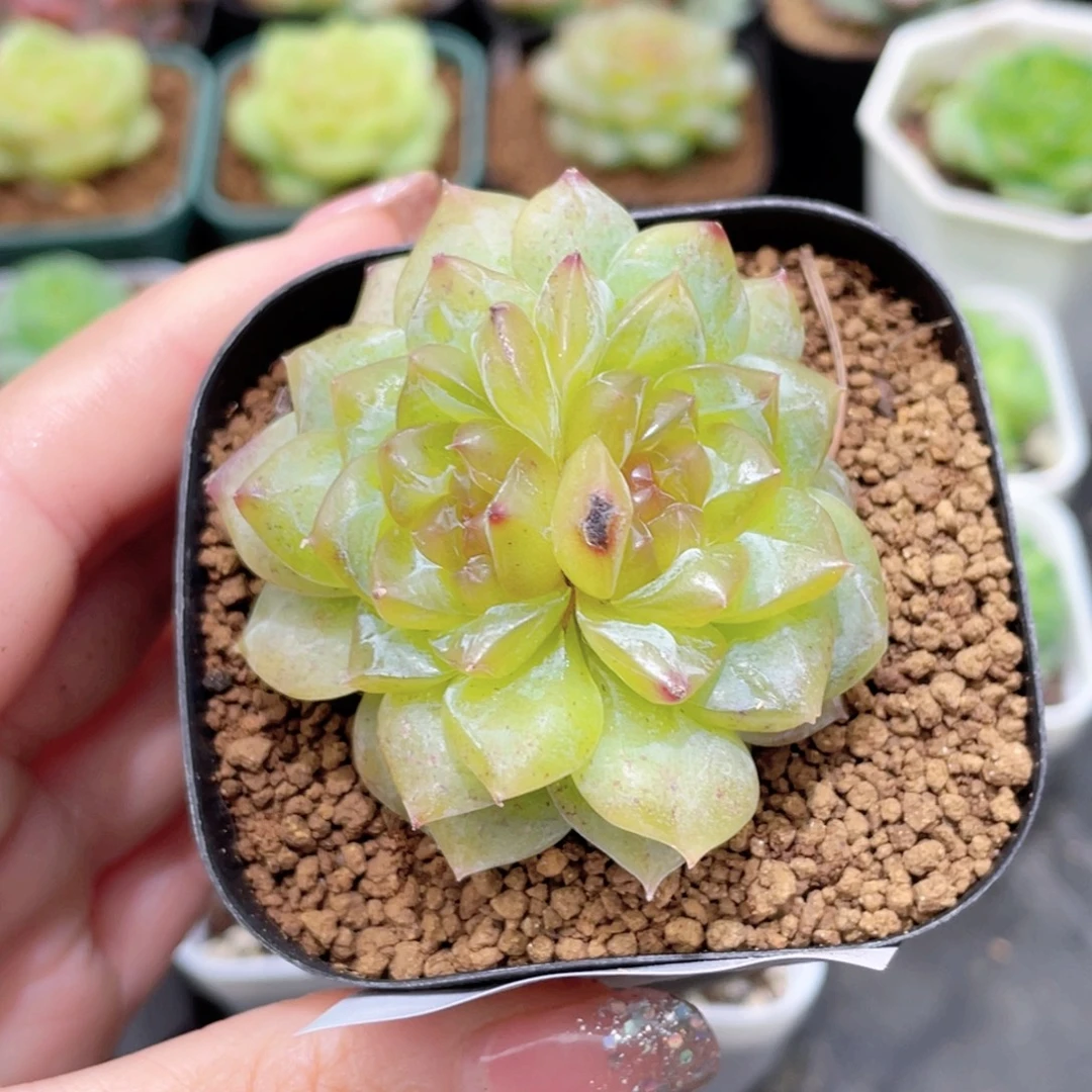 148号糖心冰心珍妮 福微瑕