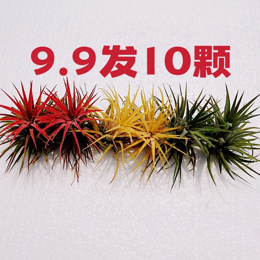 空气凤梨无土植物红黄绿三种颜色室内办公室好养好管理小绿植盆栽