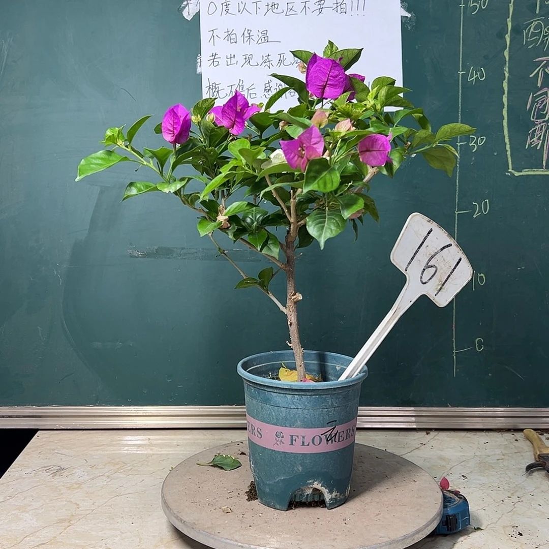 完全开放 沙斑安格斯  161