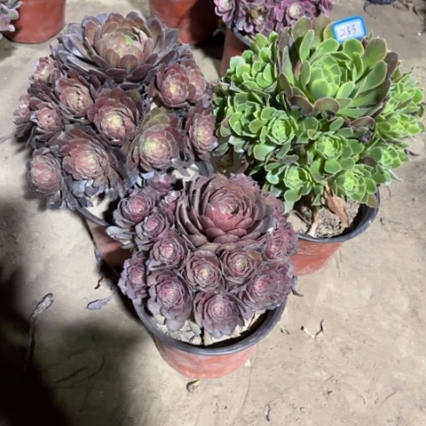 233多肉植物组合，