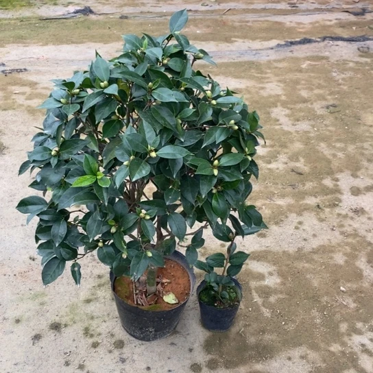 当前无花栽培后可以开花