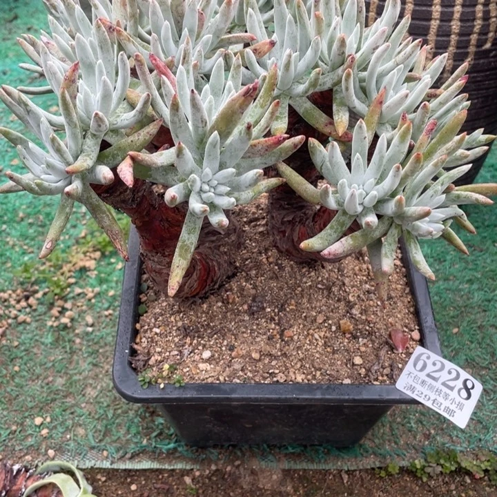 228号登喜拇指多肉植物