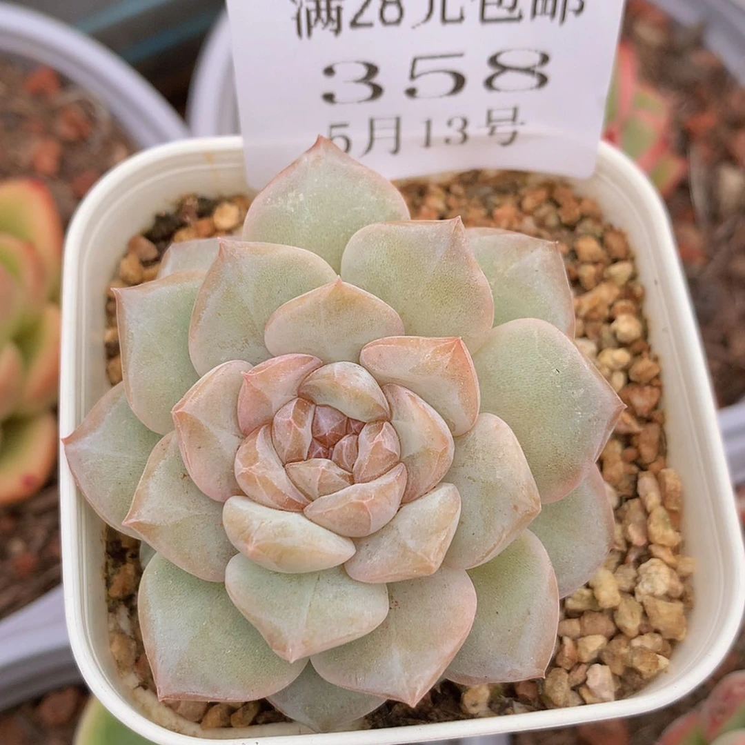 【闪购商品】云358号粉钻