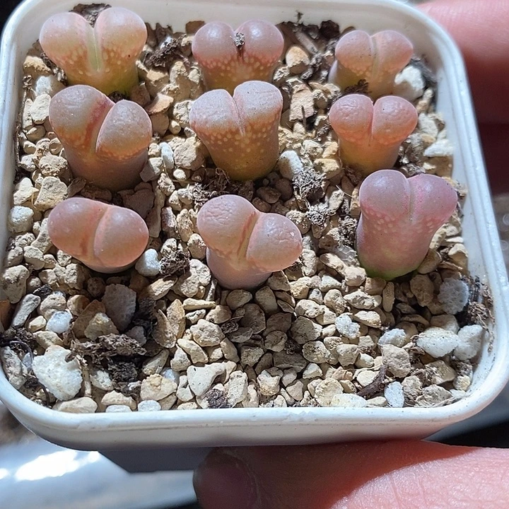 28342。    超级紫萝莉一颗。