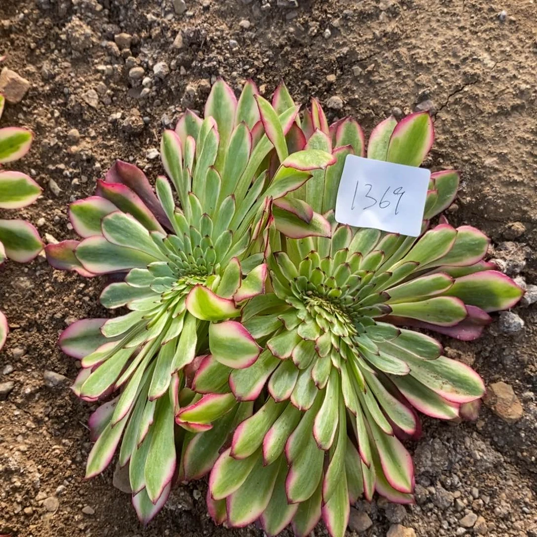 1369美姬缀多肉植物