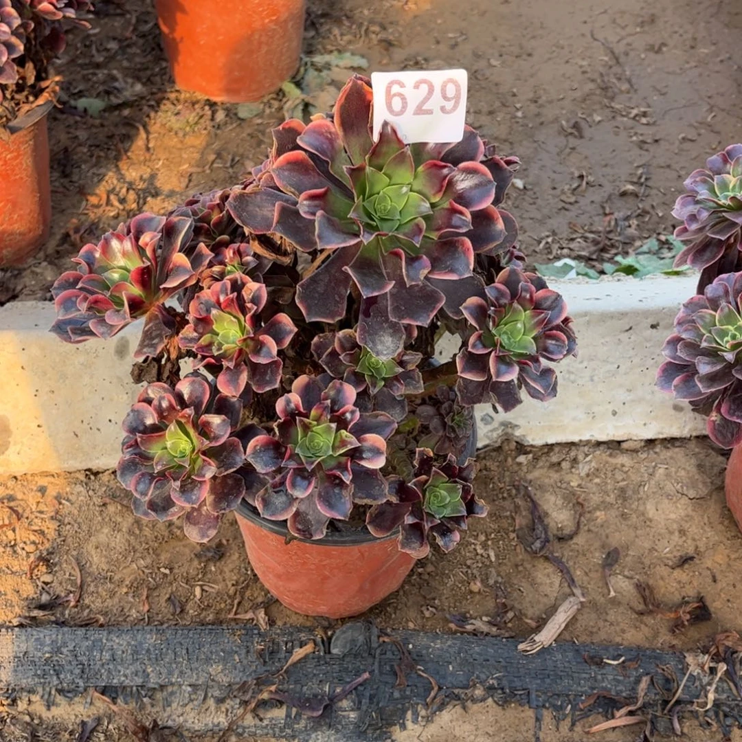 欧嘉莉629不包断枝