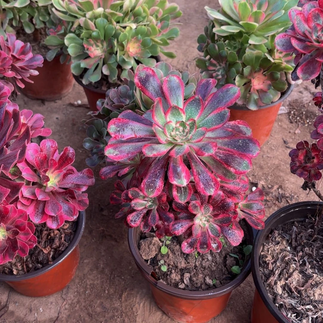 香奈儿9.9多肉植物