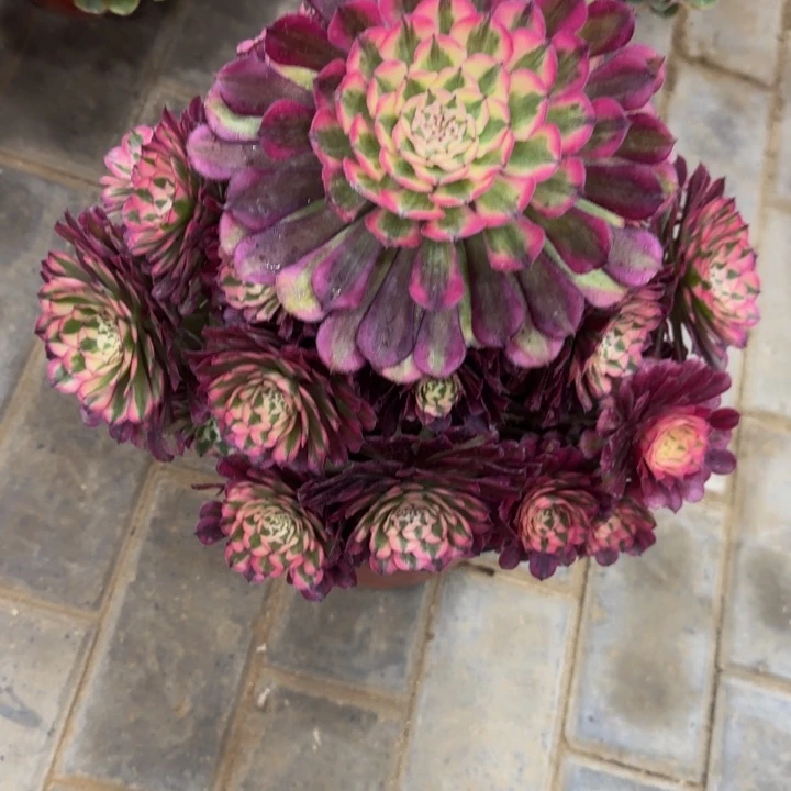 一*舟红铜超白锦宝塔福利155肉肉