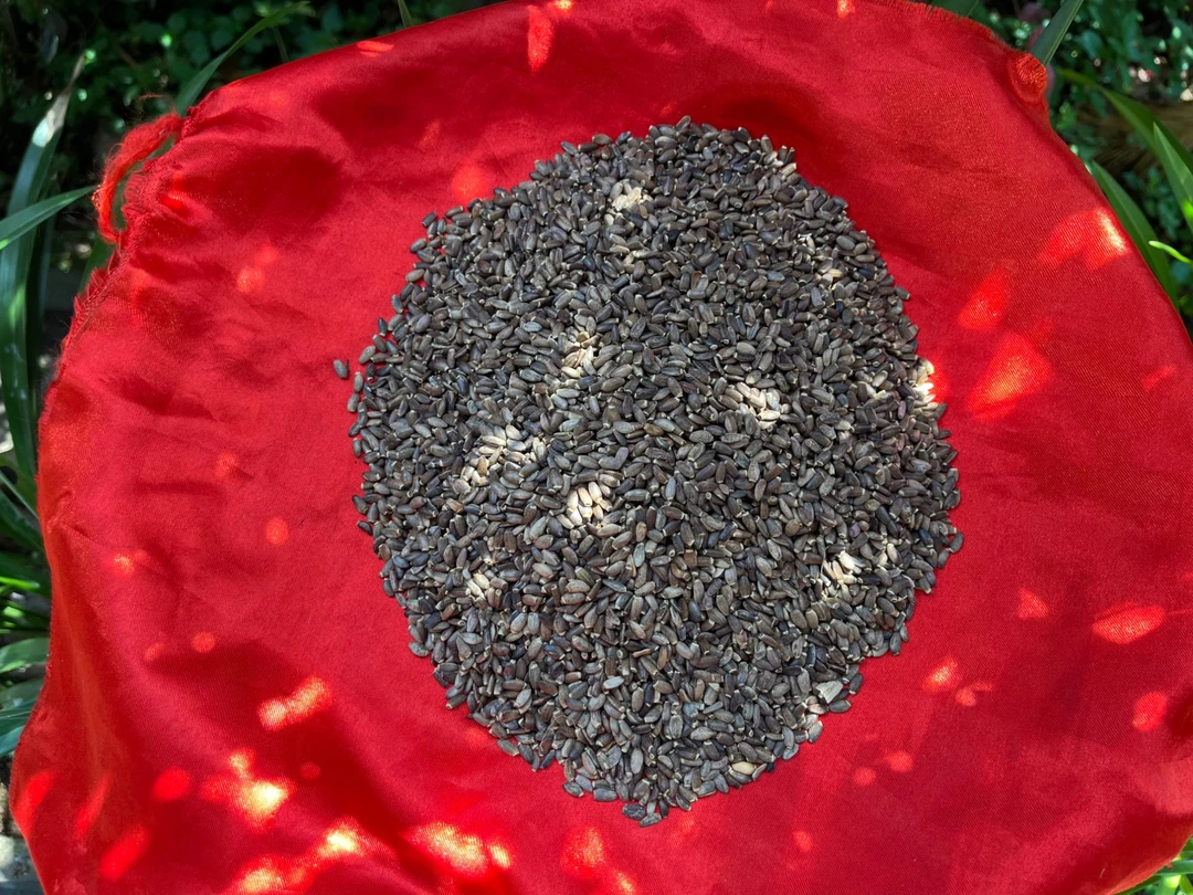 1【水-飞-蓟】净含量：250g-1000g【阿徐现收】