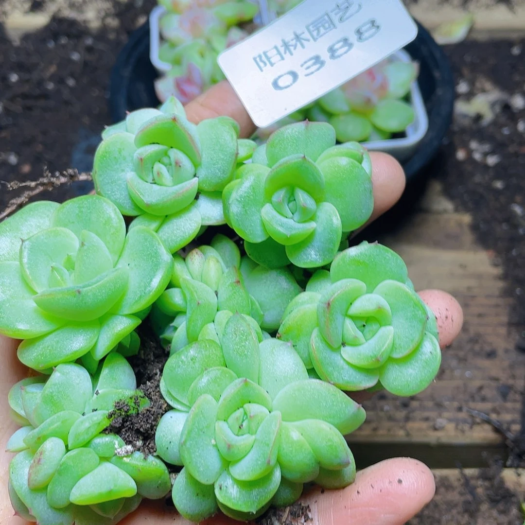 多肉植物多肉植物388
