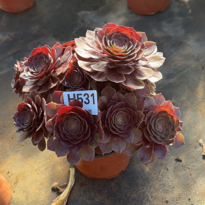 瑞妈，。。。。。531黑巴克，