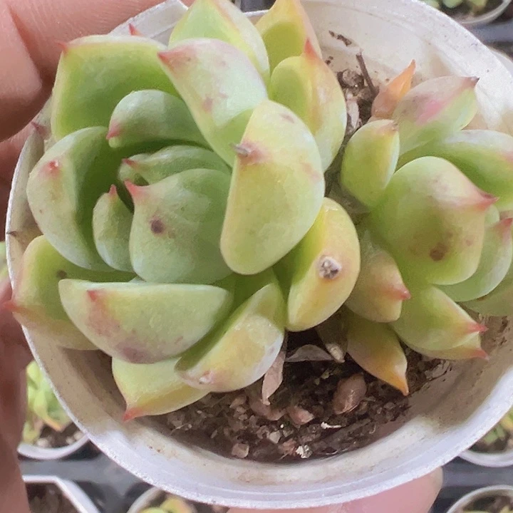 蓝眼睛精品多肉植物