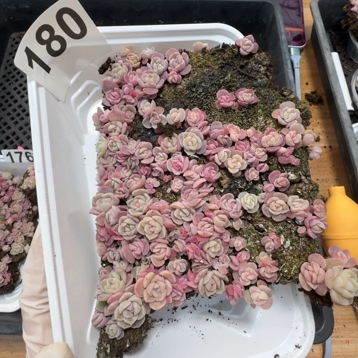 180 号王者系列种播苗一盒