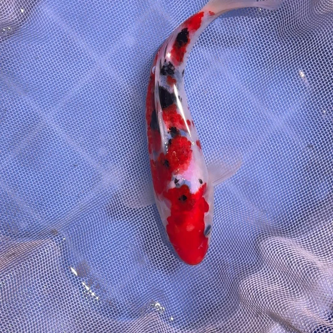 锦鲤精品锦鲤大放漏