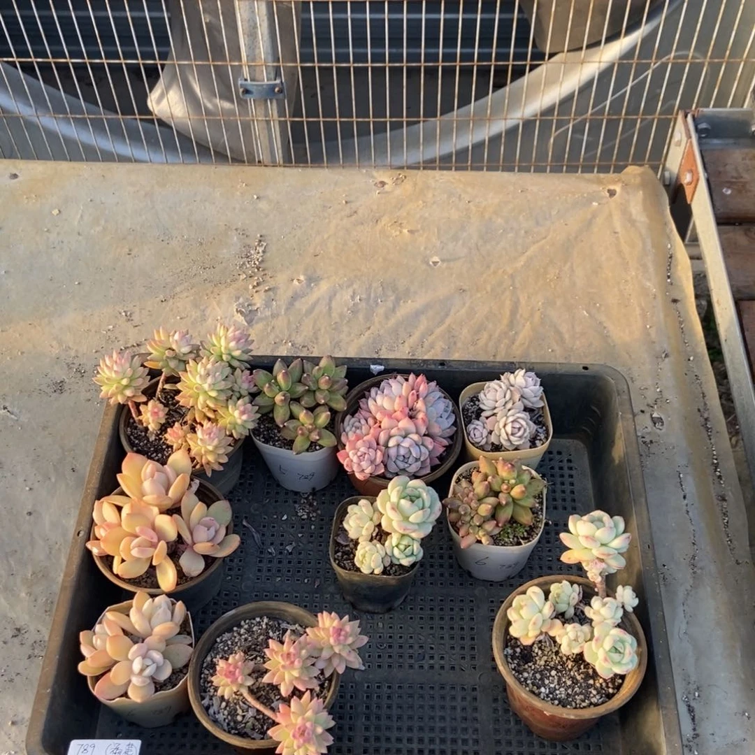 014号花十个 123456789专拍