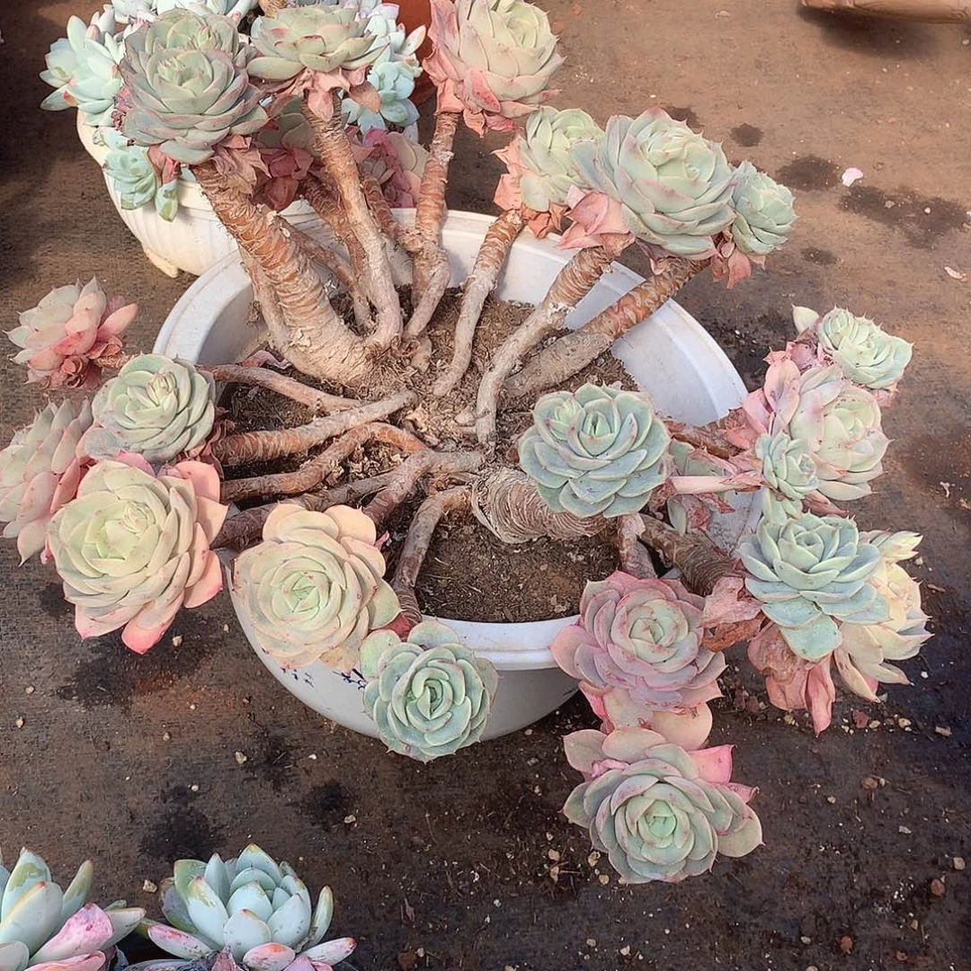 99蓝色苍鹭 一物一拍多肉