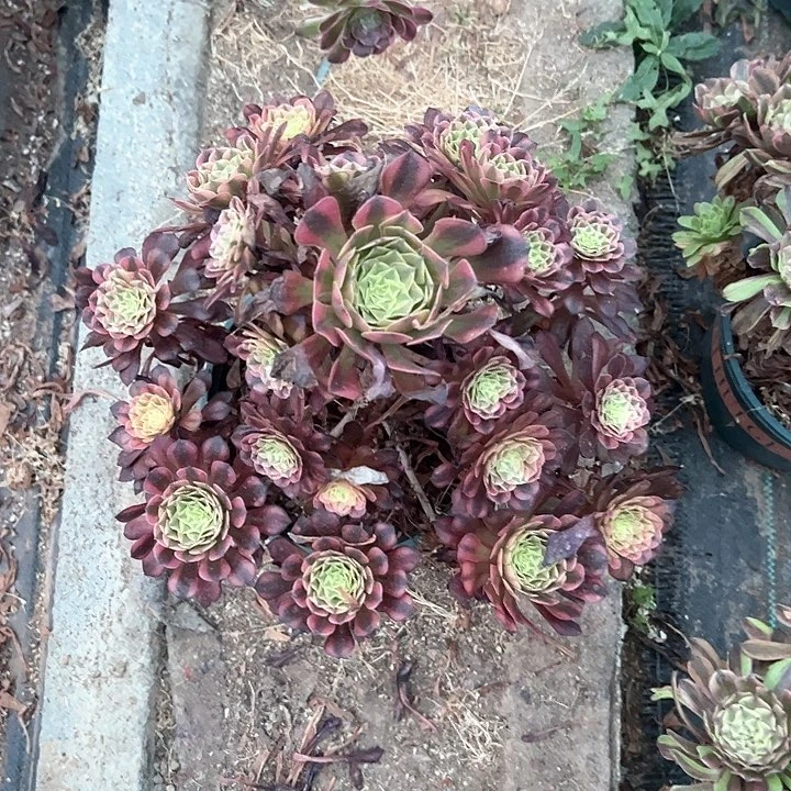 0229祝融多肉植物