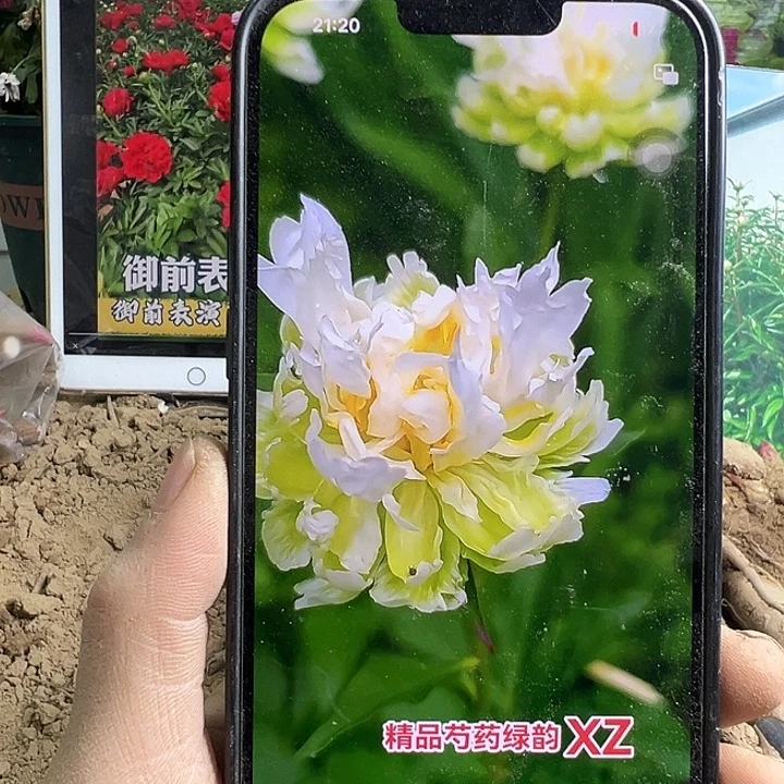 完全开放绿韵绿色