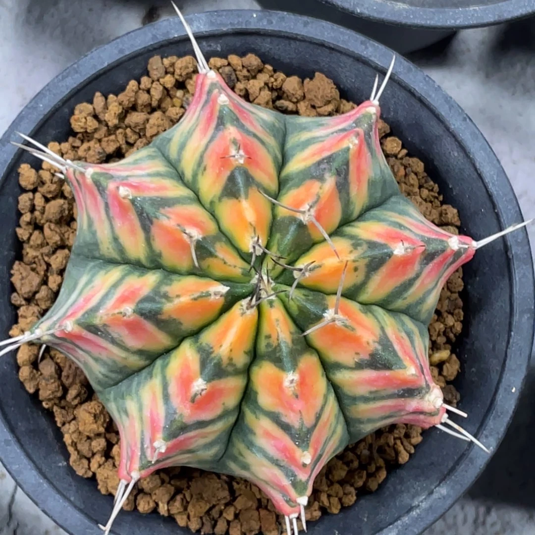 当前无花朵，栽培后可花朵斑马规律V背锦