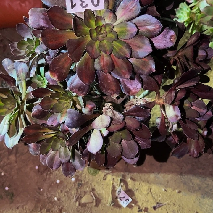 031晚霞多肉植物处理不售后