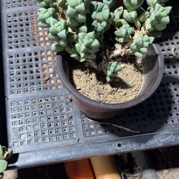 微***暖鹿角海棠满25包邮