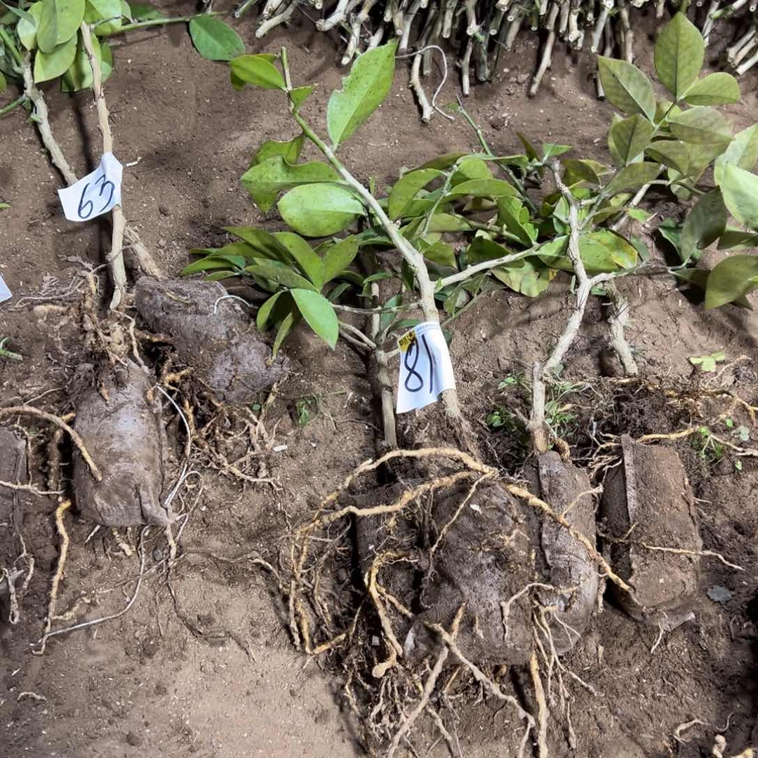 4颗矮的分枝叶仙一份编号81