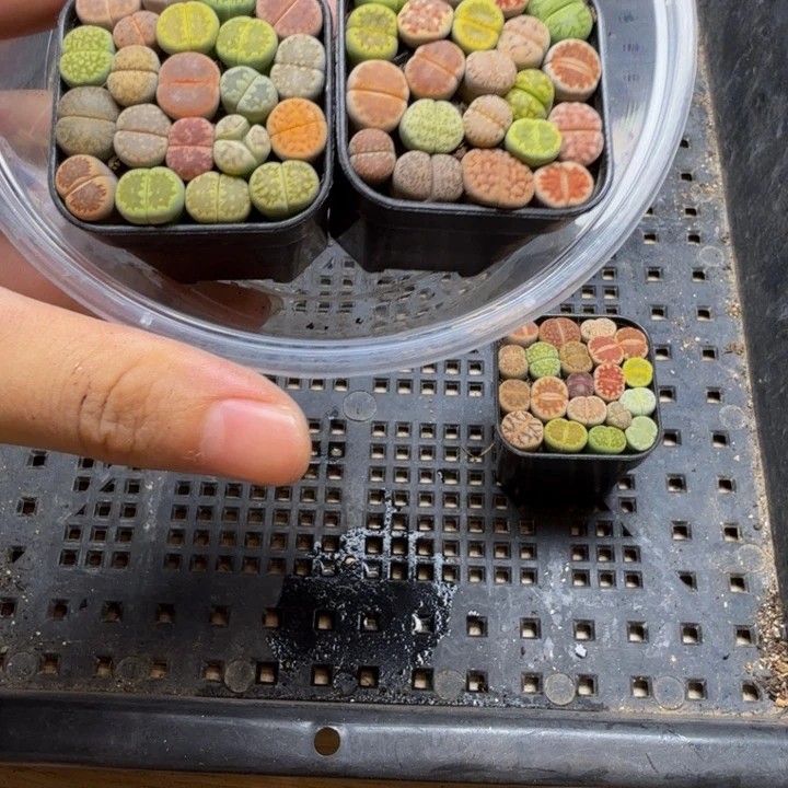 W***.多肉植物的生长发育9