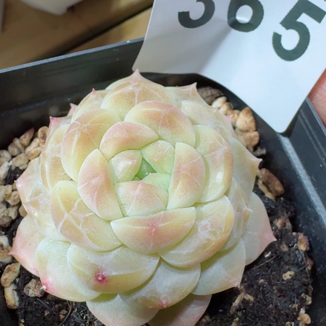 黄魄 精品多肉