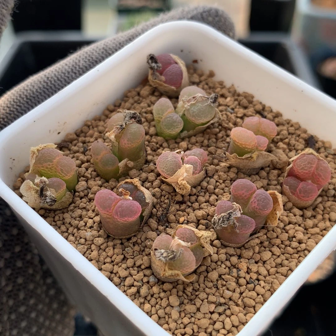 a878粉樱风铃一盆 脱土发货