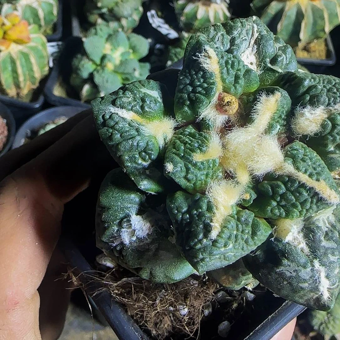 s***i龟甲109仙人球开花