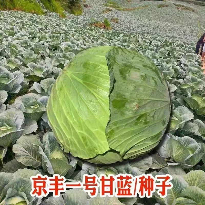 【全店满6包包邮】京丰一号甘蓝种子