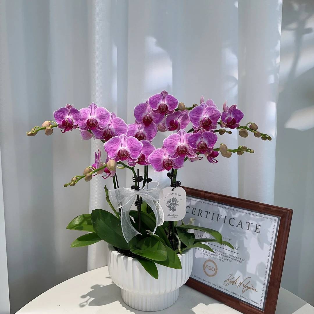 家成精选 【缤纷安妮】蝴蝶兰精致组盆花卉带花剑带花苞拍棵带盆