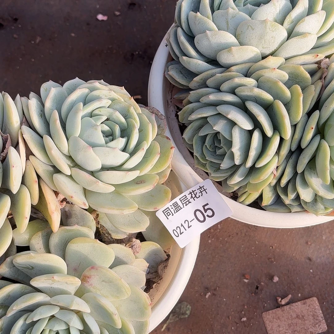 ?****?同温层多肉05劳林