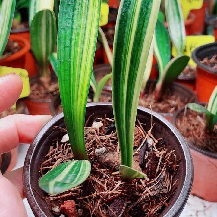 当前无花栽培后可以开花