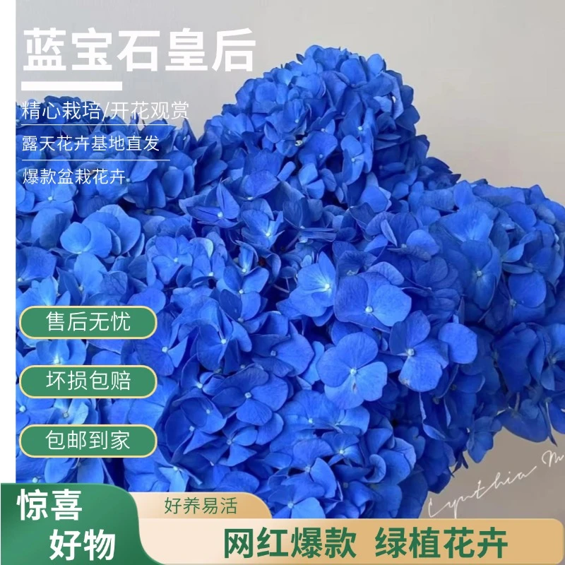 【蓝宝石皇后】蓝色绣球带花带花苞爆款热款老桩包邮基地绣球花直播