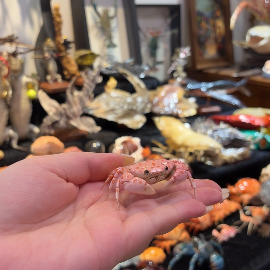 真实红斑斗蟹标本