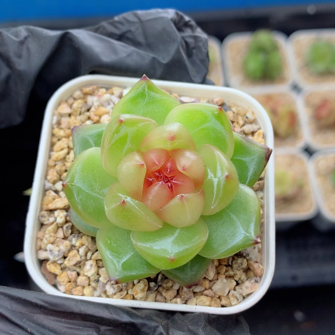 58包邮  群生不包整珍妮44