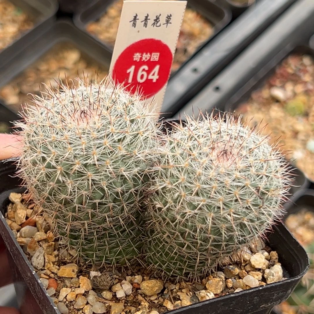 双头刺球6.8cm一棵仙人球