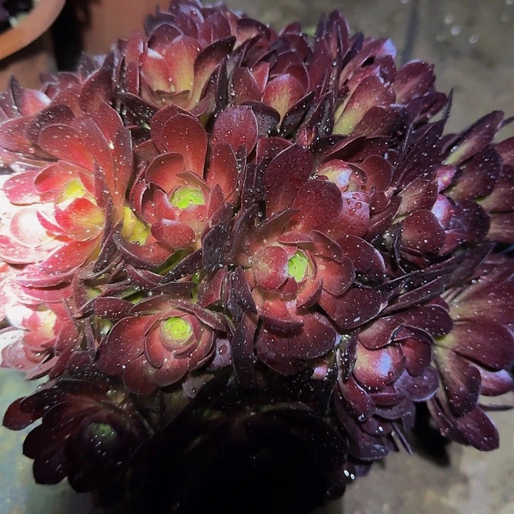 精品桃花石绣球朵朵亏本福利