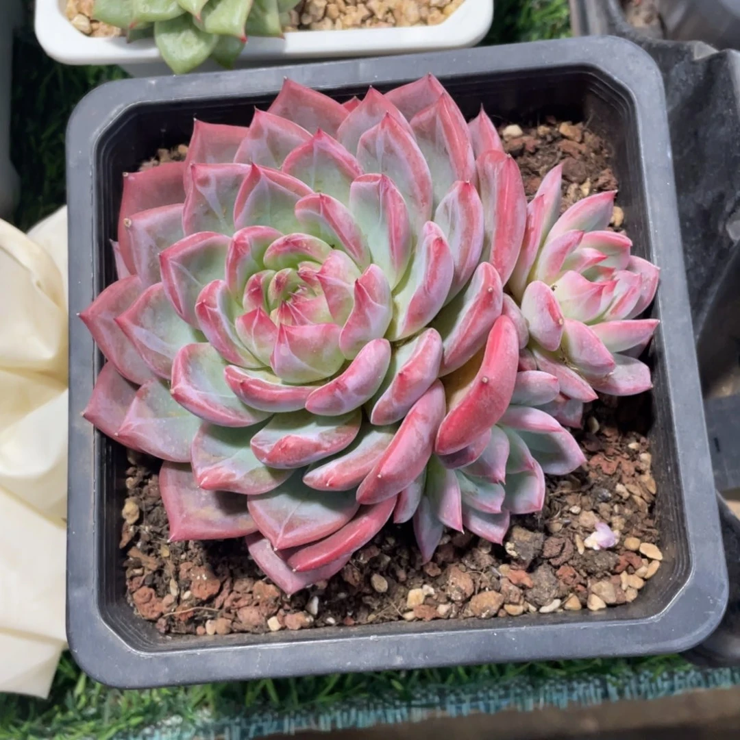 红鸾冠幅12 公分一物一拍