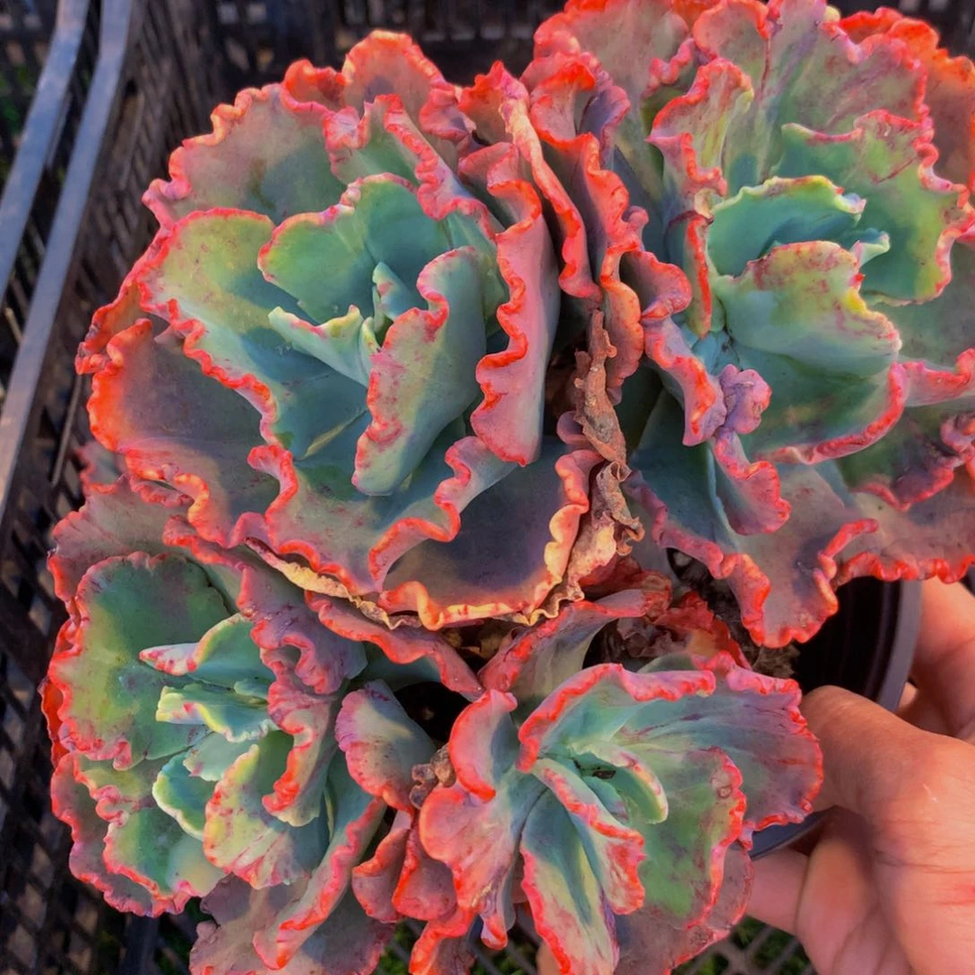 舞会红裙三头起带盆土