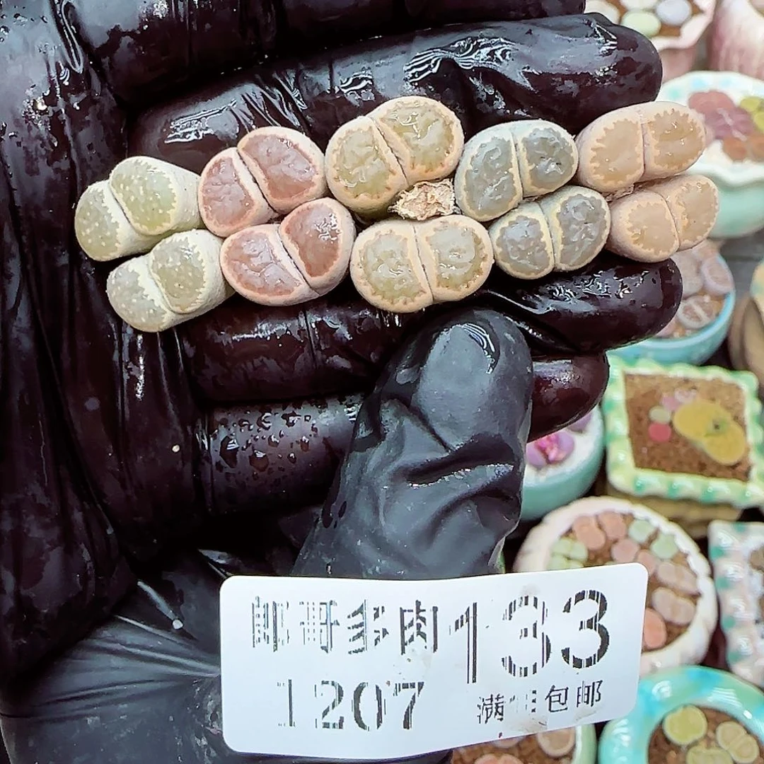 生石花满18包邮1207-133